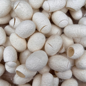 Indian Undyed Cut Mulberry Silk Cocoons 25g - approx 70-75 cocoons