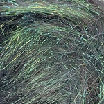 Shimmering Deep Green NEW