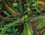 Greensleeves OUT OF STOCK
